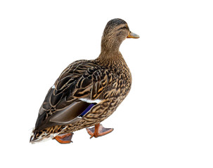 Wild female mallard duck isolated on white background. Side and rear view