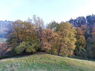 Naklejka premium autumn in the forest