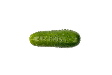Single organic fresh green cucumber with pimples