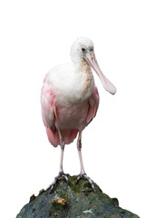 Rosease Spoonbill isolated on white background ( Platalea Ajaja )