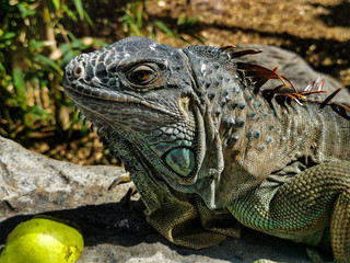 Portrait eines großen Leguan in einem Terrarium 