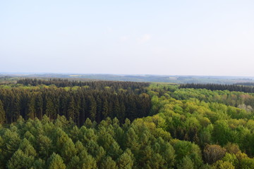 Fototapeta na wymiar View of the forest