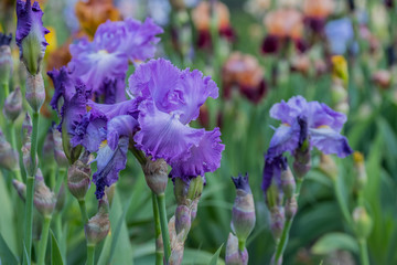 Beautiful iris floews in the garden at sunny day