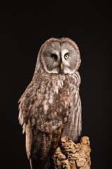 portrait of a great grey owl on a black background
