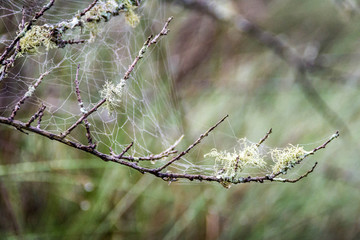 webs and moss on a branch