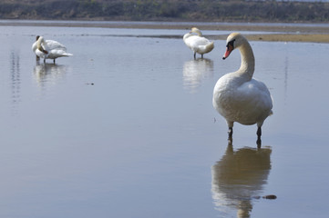 Three swans in water. Swans are birds of the family Anatidae within the genus Cygnus. The swans closest relatives include the geese and ducks. Swans are grouped with the closely related geese.