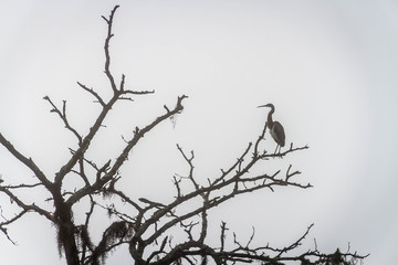 foggy bird in a tree