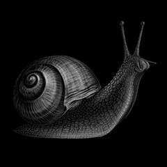 Snail. Realistic, black-and-white, artistic portrait of a grape snail on a black background.