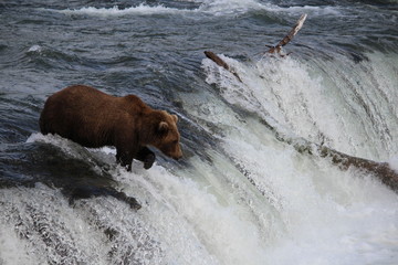 Salmon fishing brown bear in Alaska