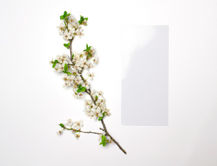 Blossoming branch with green leaves and blank flyer isolated on white background as template for graphic resources