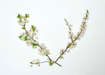 victory symbol from two blossoming branch on white background, spring flowers as graphic resources for design compositions