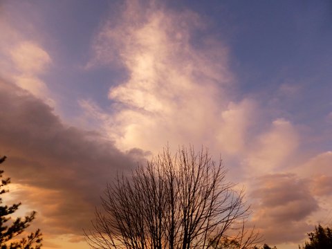 Treetops Against Cloudy Sky