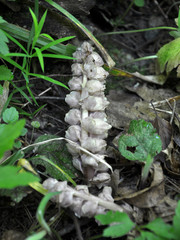 In the spring, Lathraea squamaria grows in the forest in nature