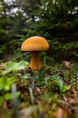 Pilz