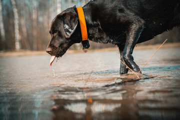 black dog running