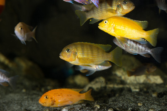 Mbuna cichlids african