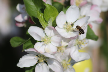 Blume mit Biene