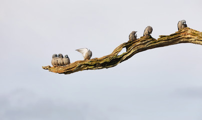 Group of ashy woodswallows birds perched in a branch i Periyar lake in Periyar national park, India