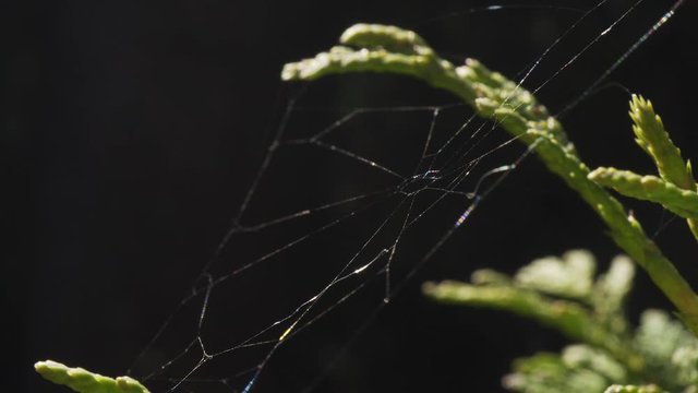 spider's web on a bush moving in the spring wind