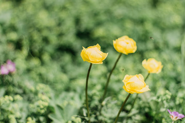 Yellow flowers in a spring meadow. Flowers close up. Natural bokeh background. Fresh green grass. Field of blooming yellow flowers. Selective focus. Botanical photography