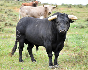 toro en el campo español