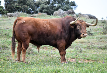 toro bravo español en el campo