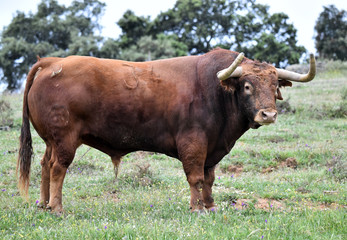 toro bravo español en el campo