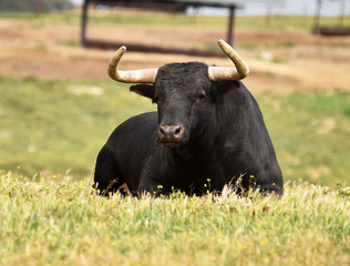toro bravo español en el campo