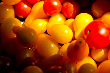 Close-up small red and yellow tomatoes. Background for vegetables and gardening.