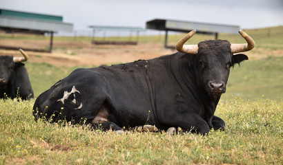 toro bravo español en el campo