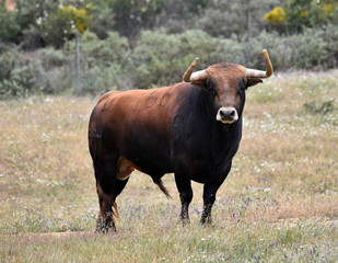 toro bravo español en el campo