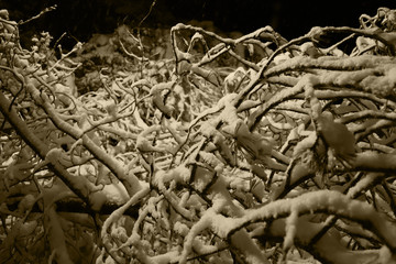 Snowy dark branches at night