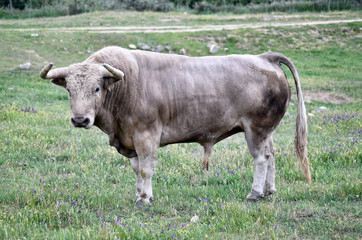 toro bravo español en el campo