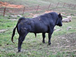 toro bravo espa&ntilde;ol en el campo