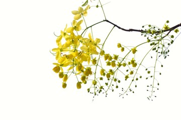 A bunch of sweet yellow golden shower flower blossom and hanging from a tree on white isolated background with copy space