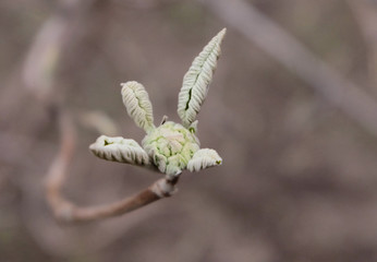 Blooming flower buds on an elderberry in early spring, macro photo with a blurred background.