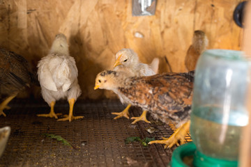 Little chickens in a brooder on the farm. © BearOK
