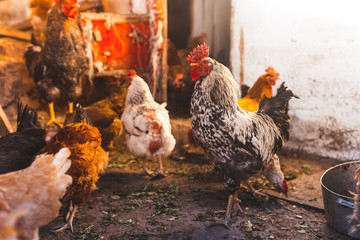 Breeding chickens in a small chicken coop. © BearOK