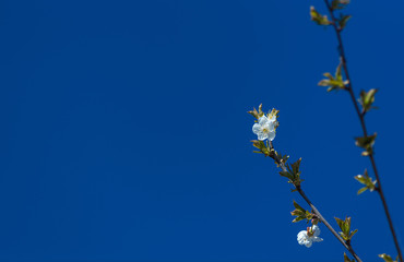 white flowers on blue