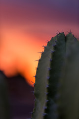 Naklejka premium cactus in sunset, sunset, Arizona