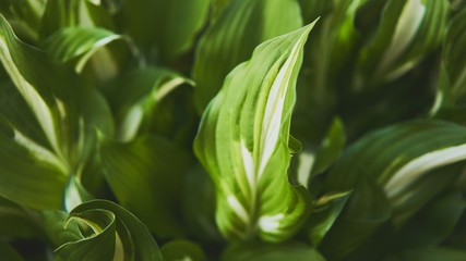 Host plant. Bright green background with leaves for design. Hosta in garden