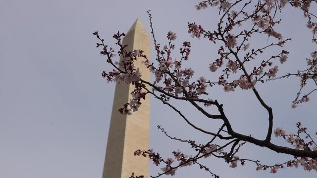 washington monument in washington dc during Cherry Blossom Season