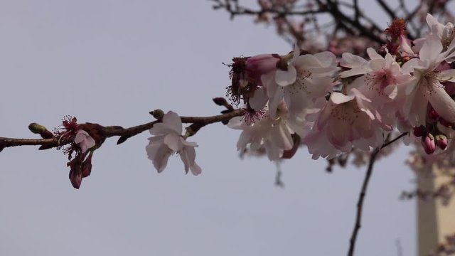 Cherry Blossoms