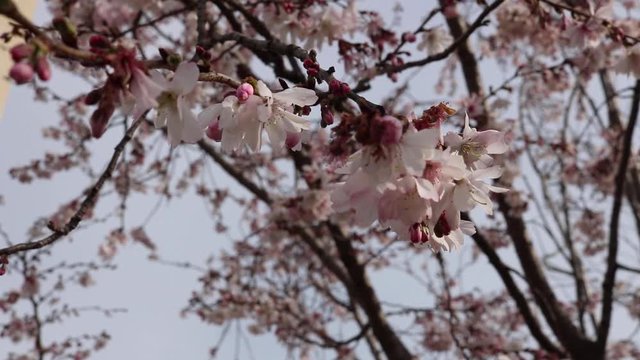 Cherry Blossoms