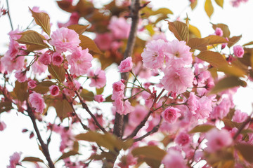 Branch of a blossoming sakura in the spring.