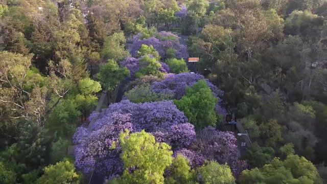 Vuelo en drone  sobre jacarandas.