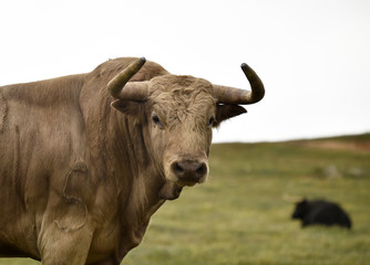 toro en el campo español