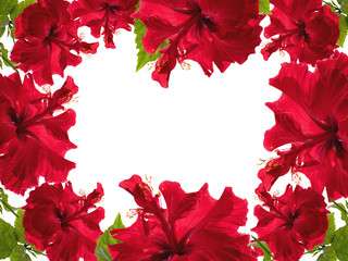 Pattern with red hibiscus flowers on a white background. Copy space for your text.