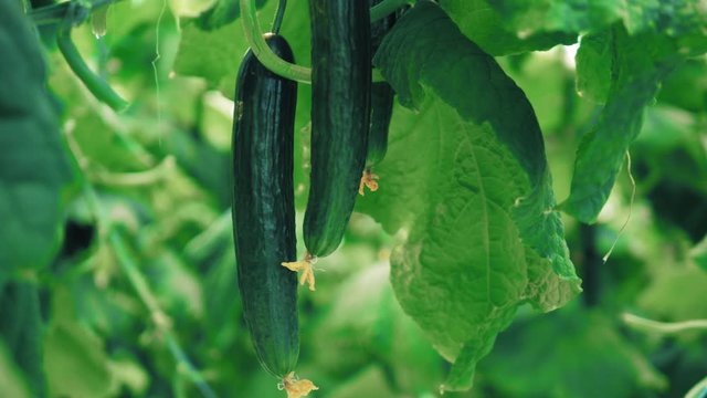 Green foliage with ripe cucumbers in it