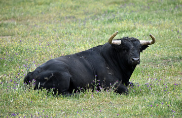 toro en el campo español